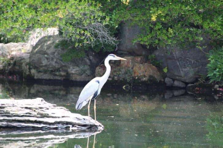 京都御所と京都御苑9