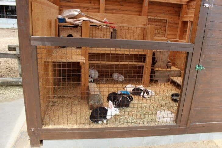 上ノ原牧場 カドーレの動物達2