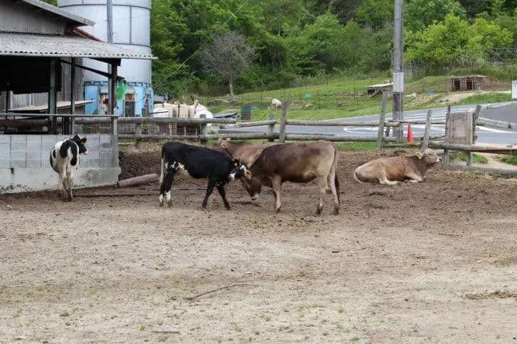 上ノ原牧場 カドーレの動物達5