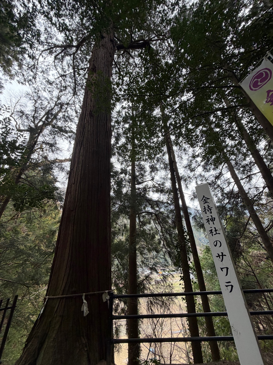 金持神社のサワラの木