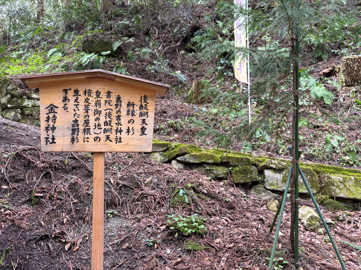 金持神社の後醍醐天皇ゆかりの杉の案内板