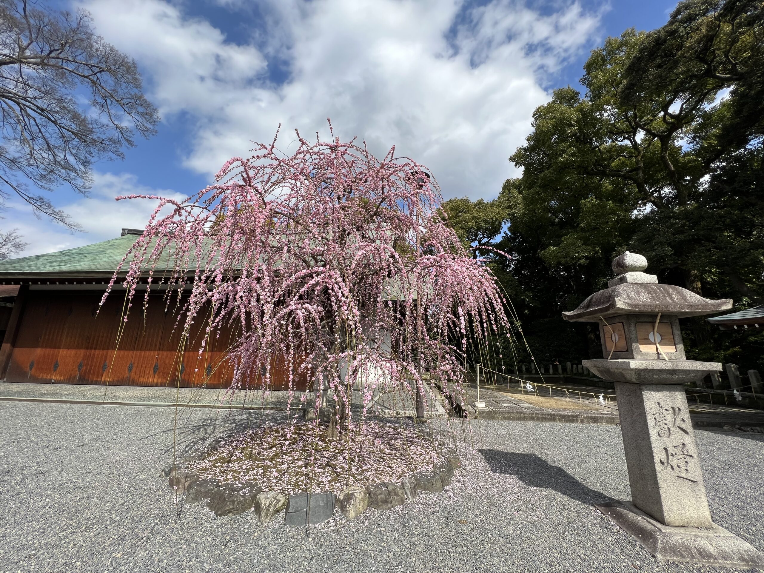 城南宮のしだれ梅
