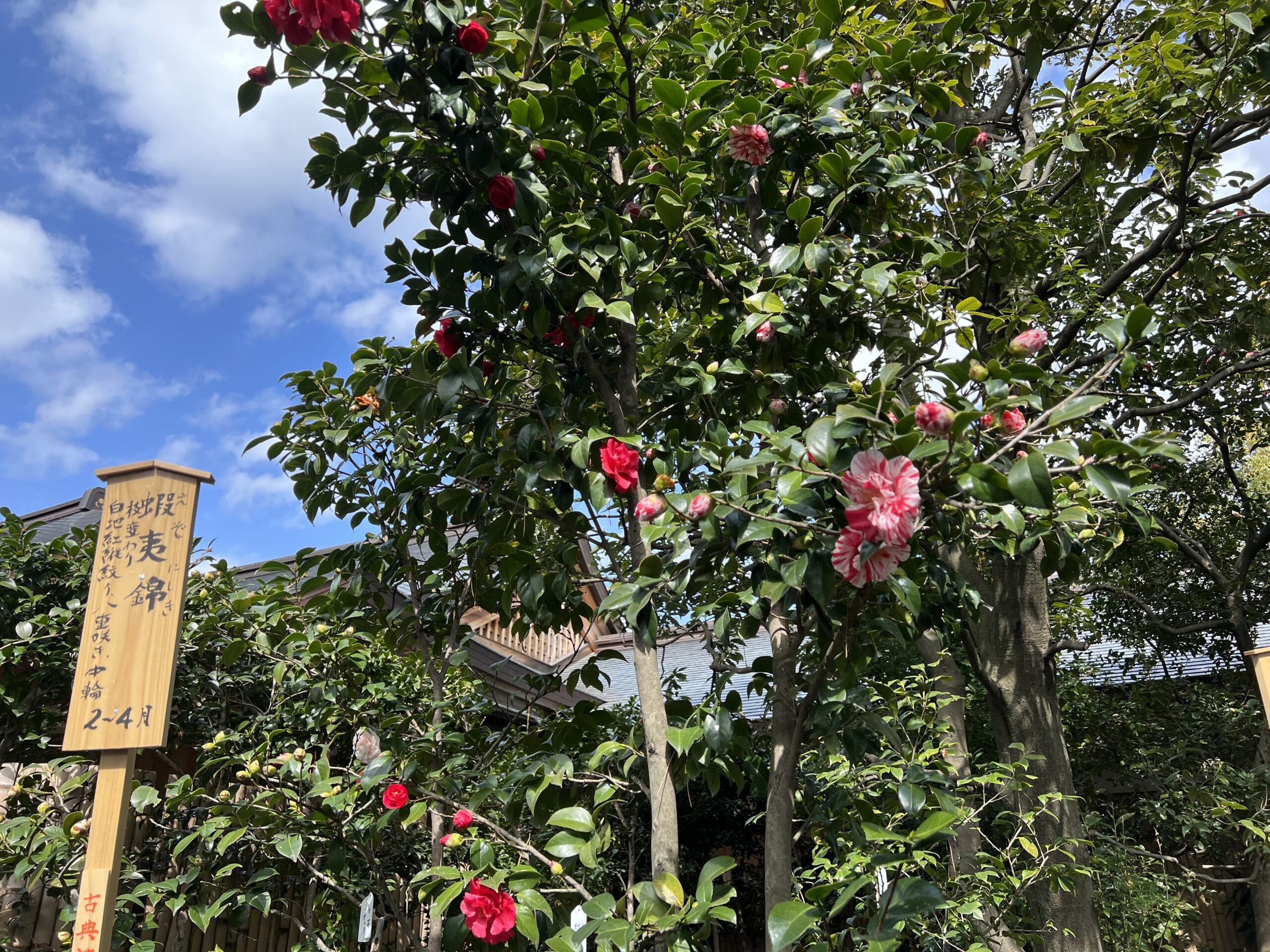城南宮の椿の花