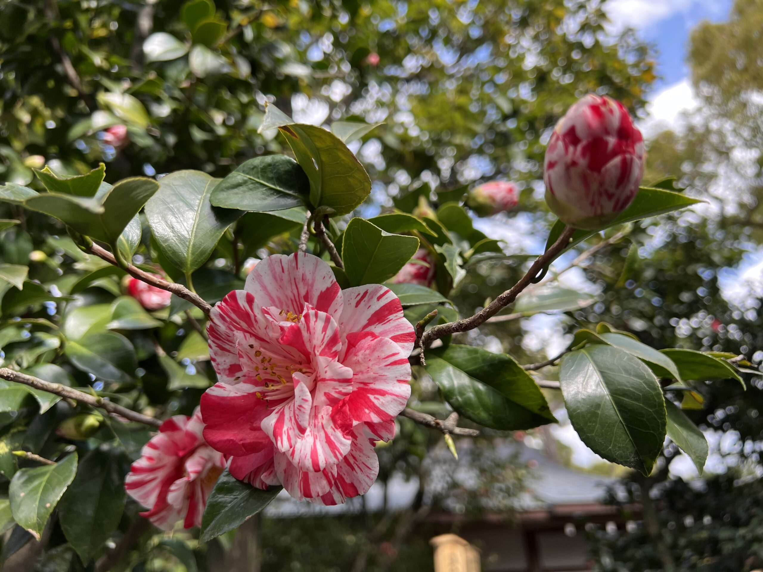 城南宮の椿の花