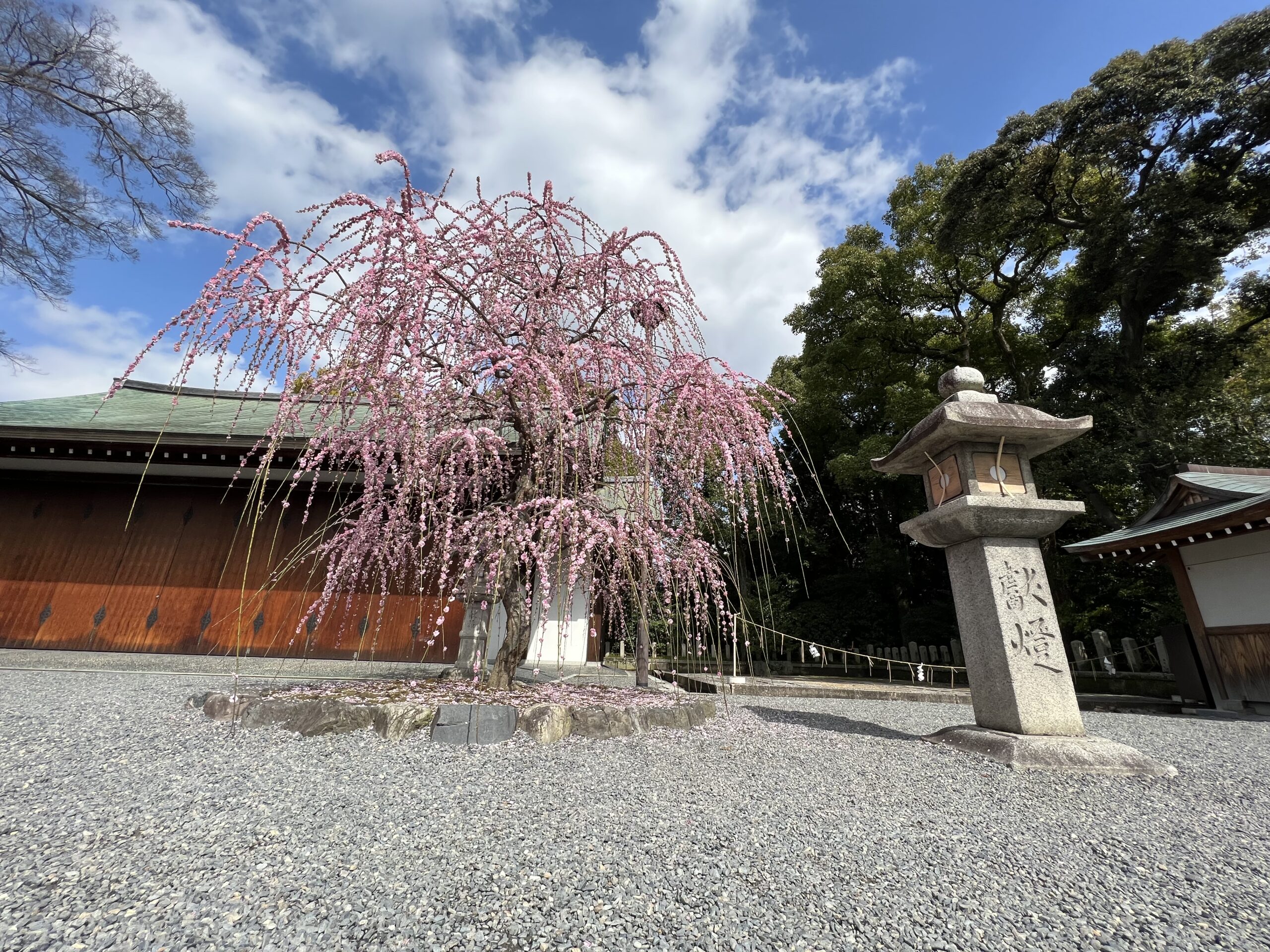 城南宮のしだれ梅
