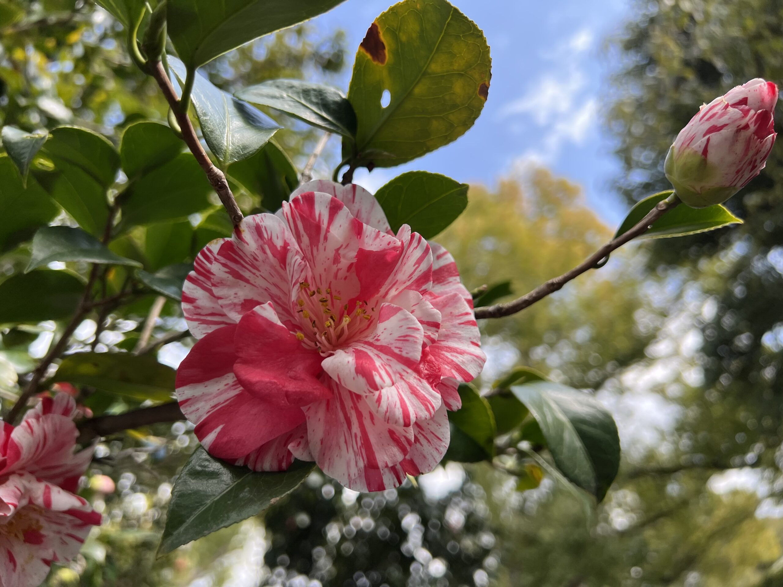 城南宮の椿の花