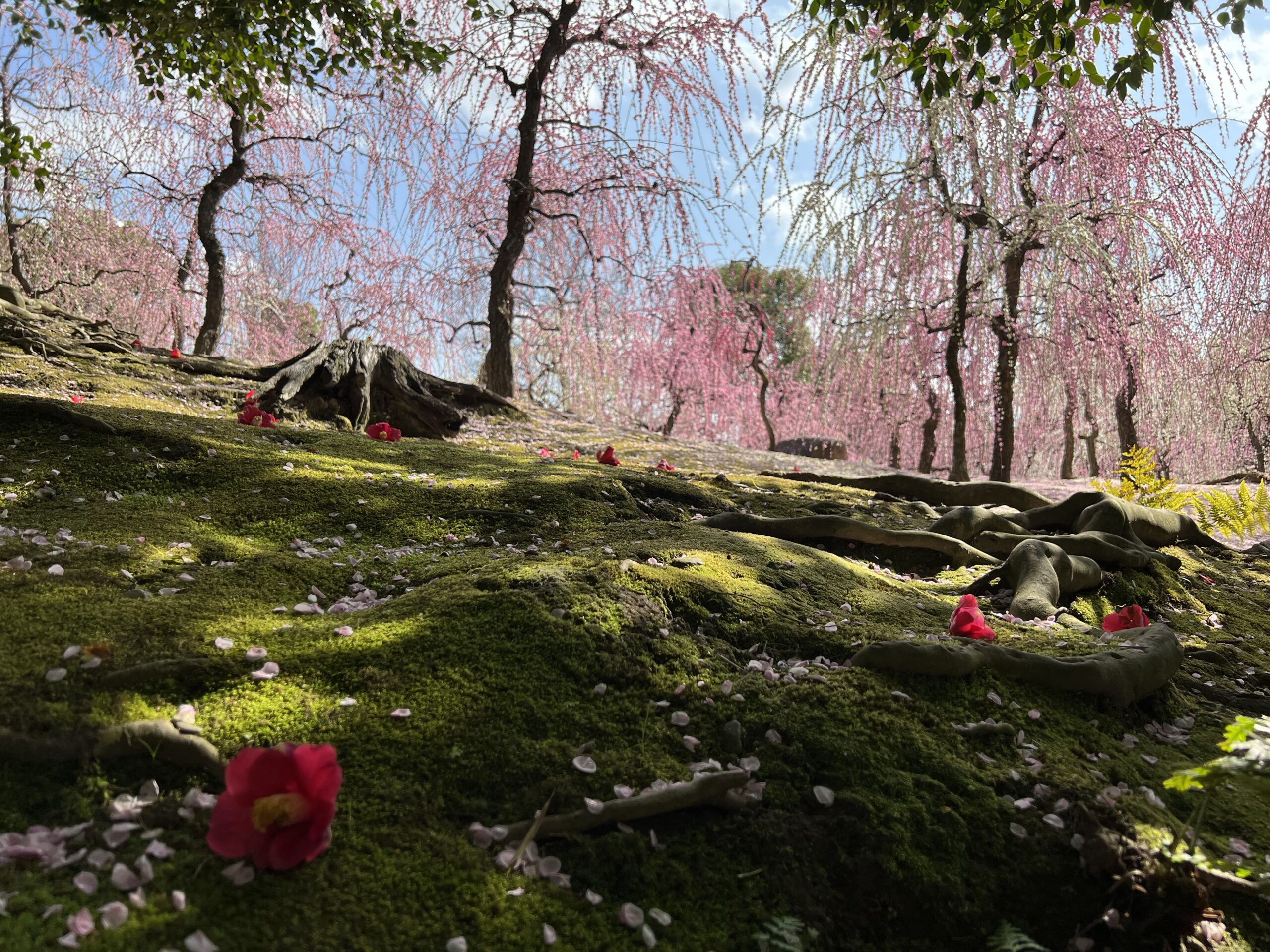 城南宮のしだれ梅と落ち椿