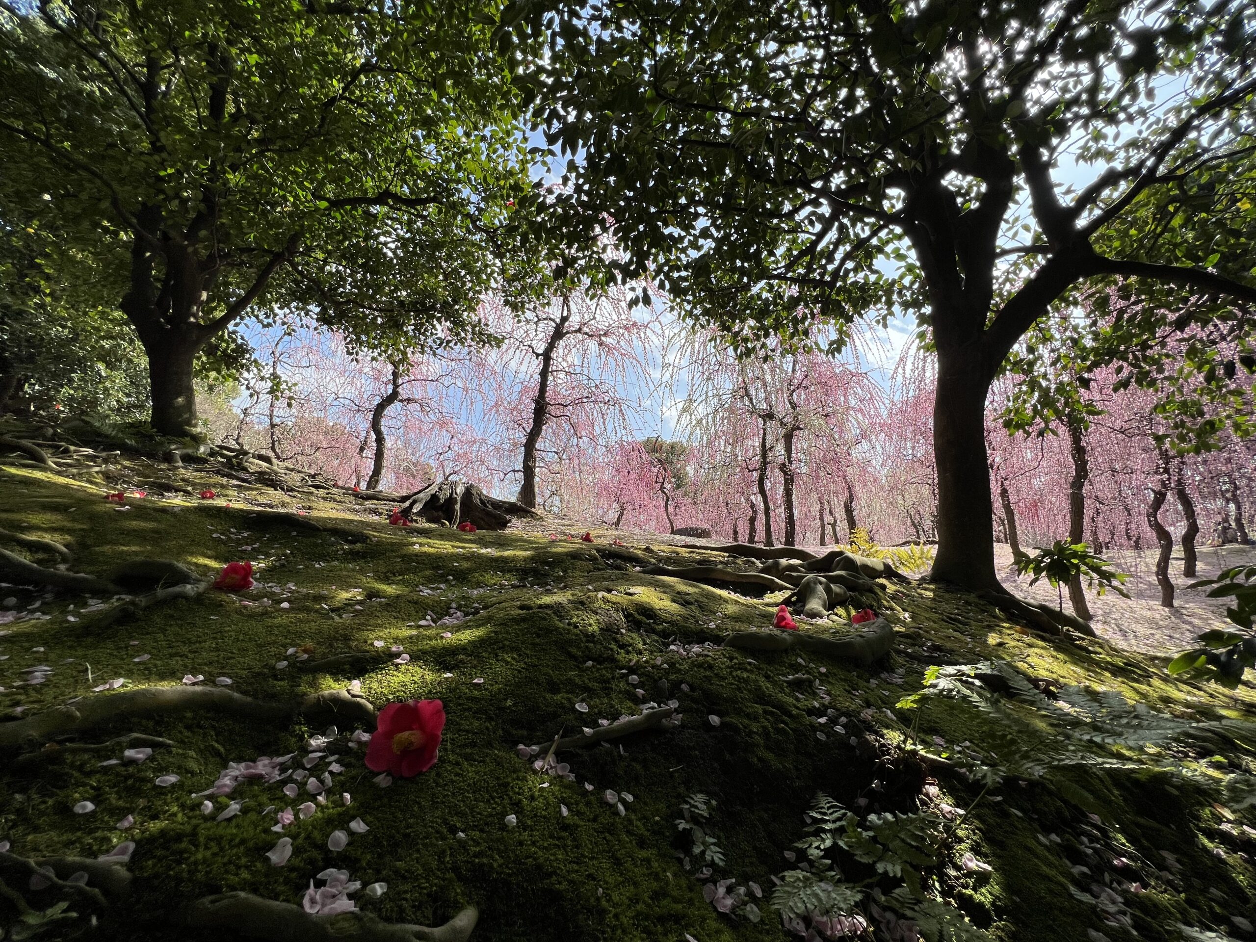 城南宮のしだれ梅と落ち椿