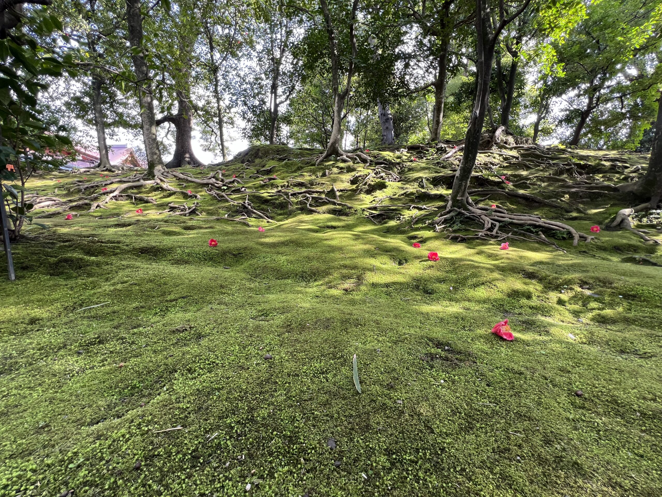 城南宮のしだれ梅と落ち椿