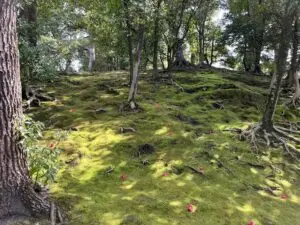 城南宮のしだれ梅と落ち椿