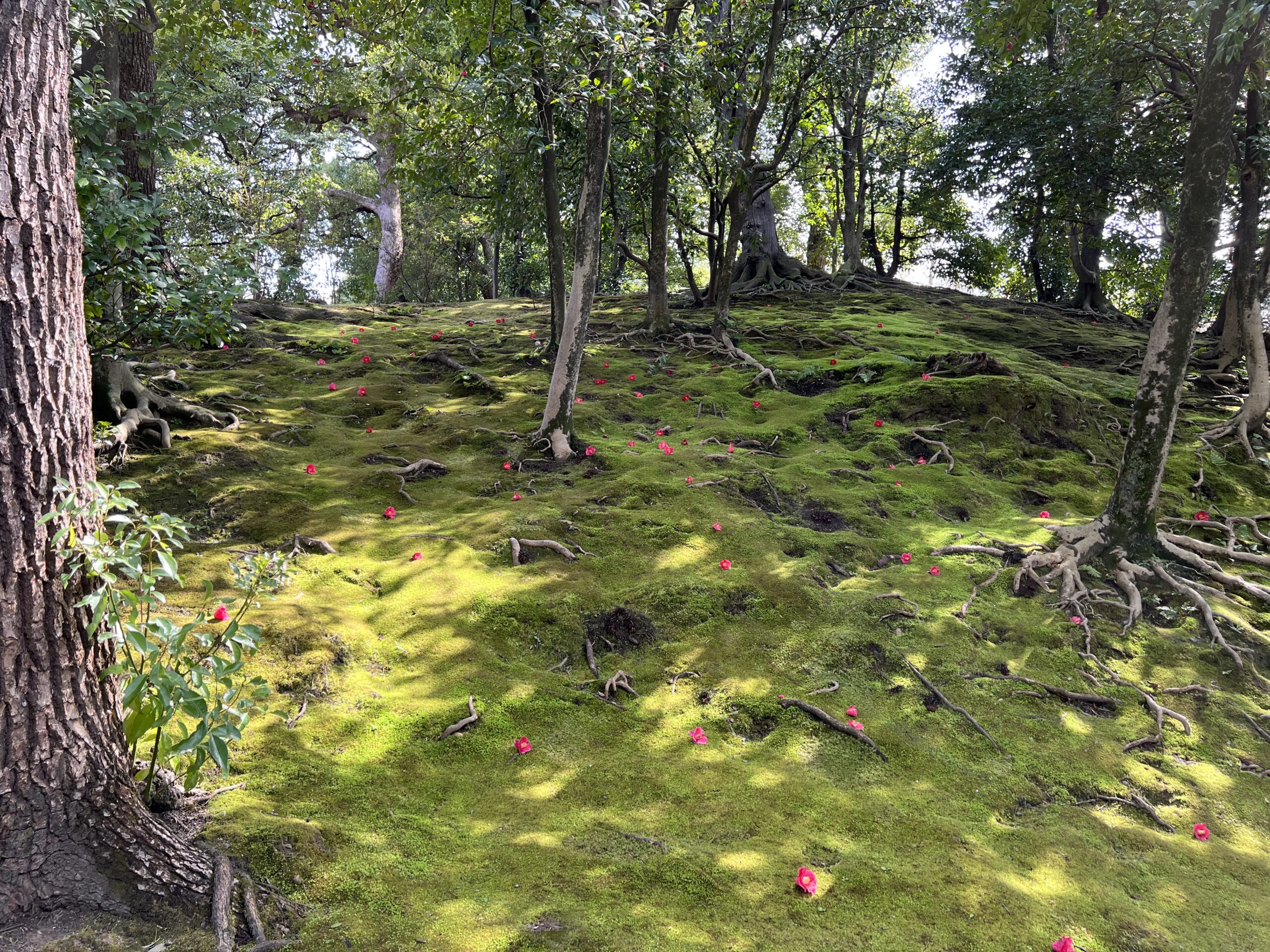 城南宮のしだれ梅と落ち椿