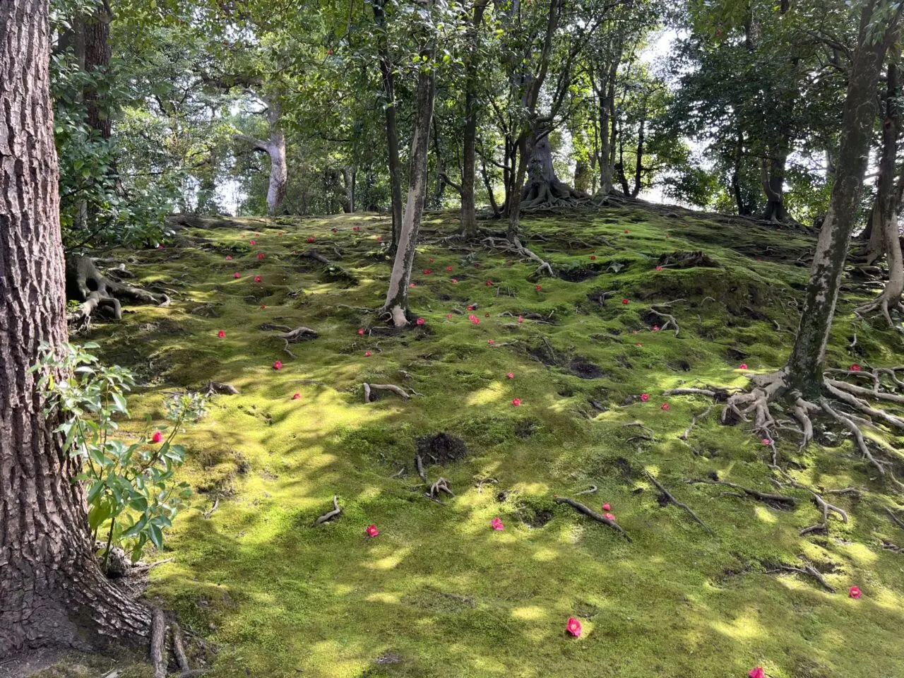 城南宮のしだれ梅と落ち椿