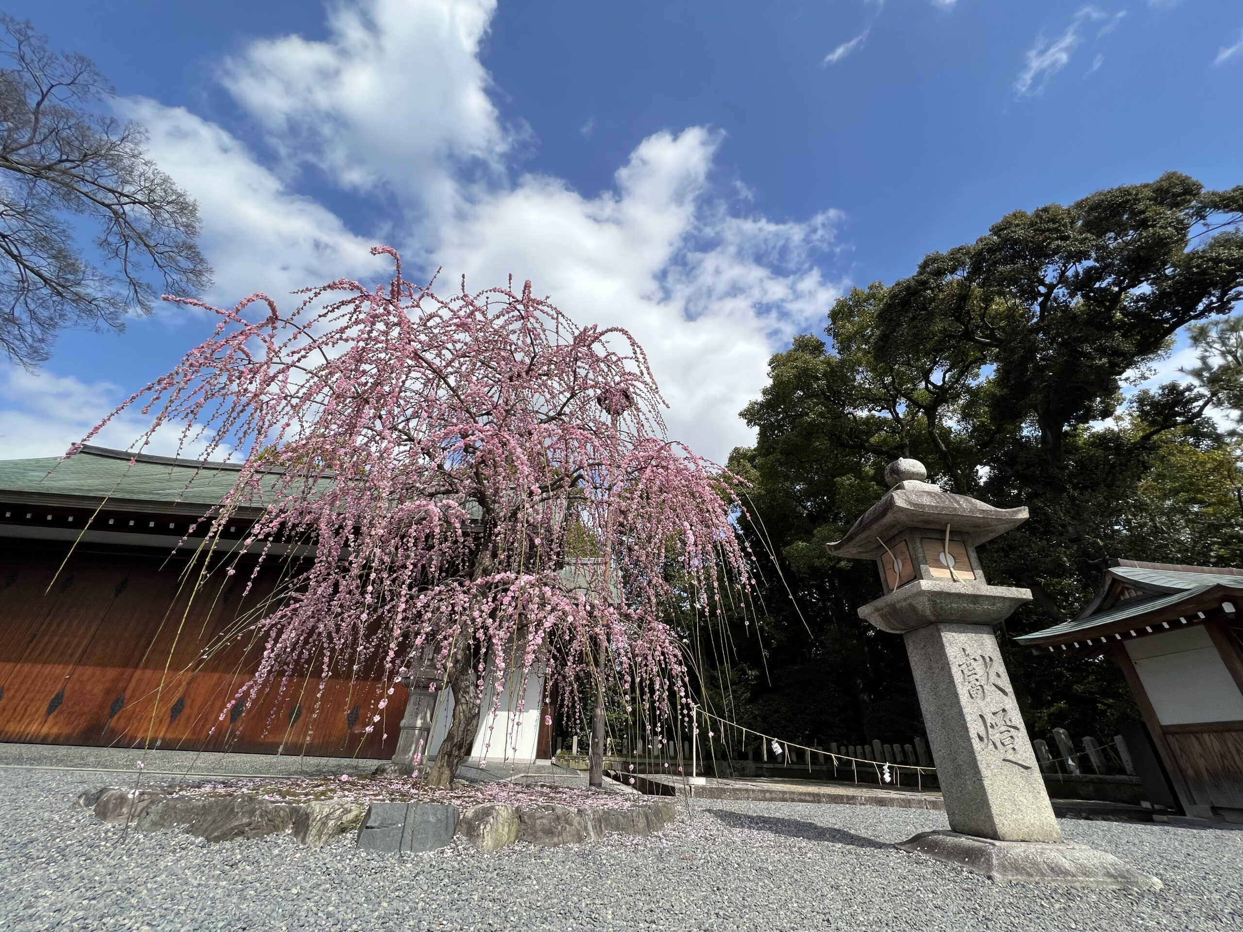 城南宮のしだれ梅