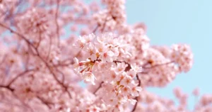 播磨の隠れた絶景！置塩城跡で春の城めぐり＆桜トレッキング2026
