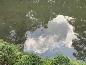 大神神社の巳の池（鯉）