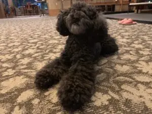 湯原温泉 八景の看板犬
