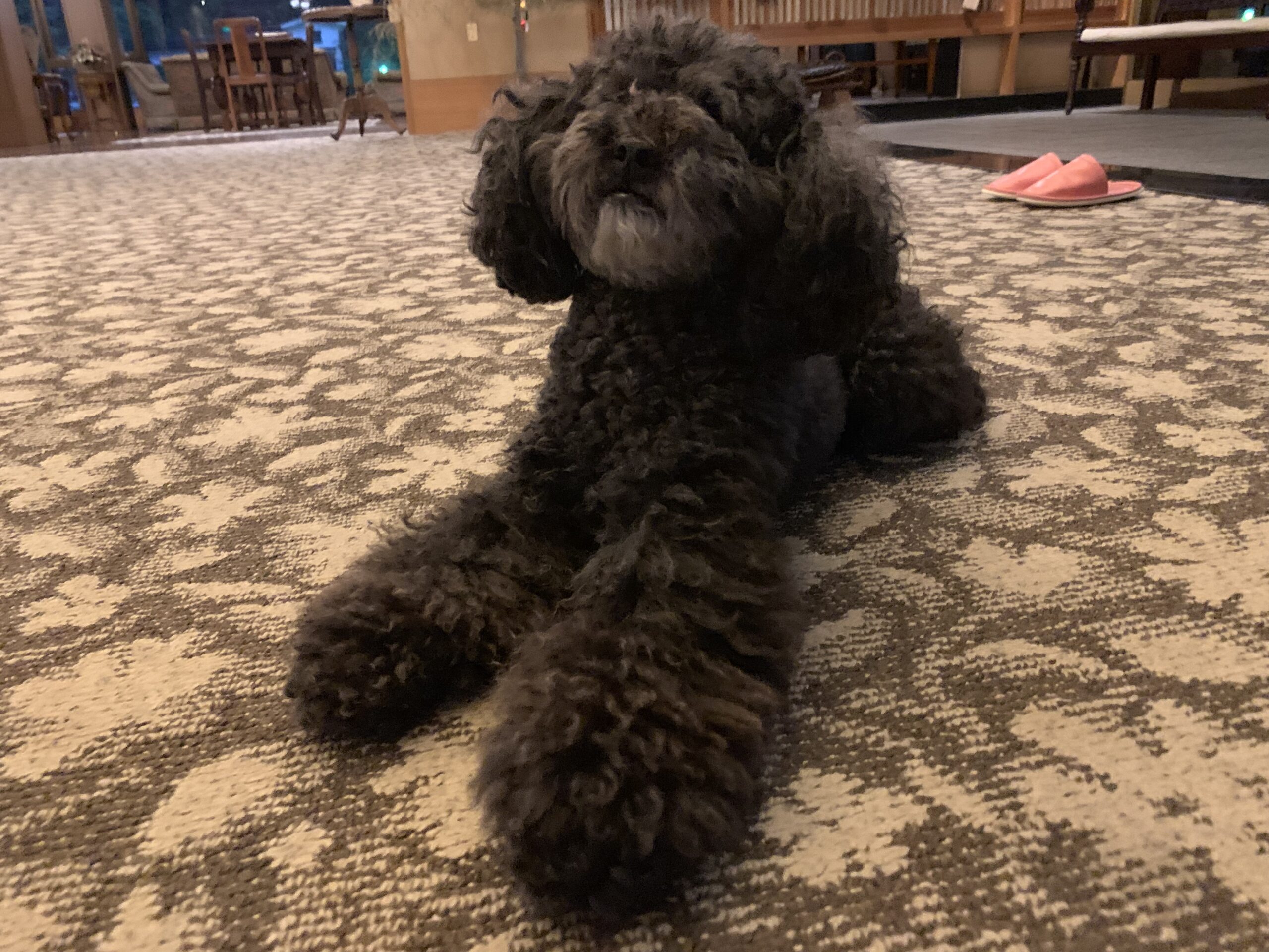 湯原温泉 八景の看板犬