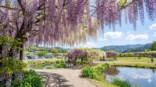 白井大町藤公園の藤 2026年開園予定・見頃・駐車場ガイド