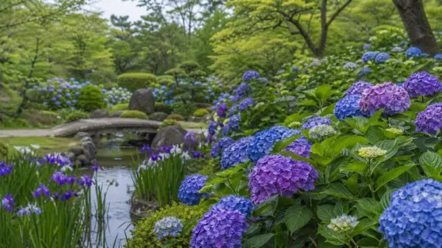 suma-rikyu-ajisai-hanashobu アイキャッチ画像