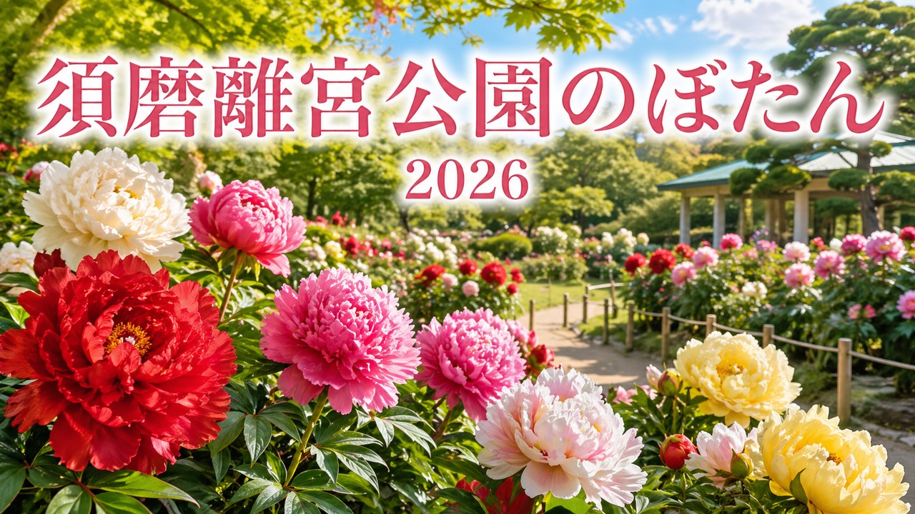 suma-rikyu-botan-2026 アイキャッチ画像