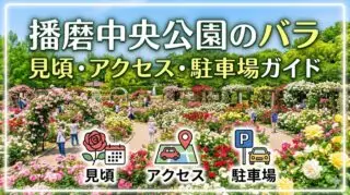 播磨中央公園のバラ 見頃・アクセス・駐車場ガイドのアイキャッチ画像