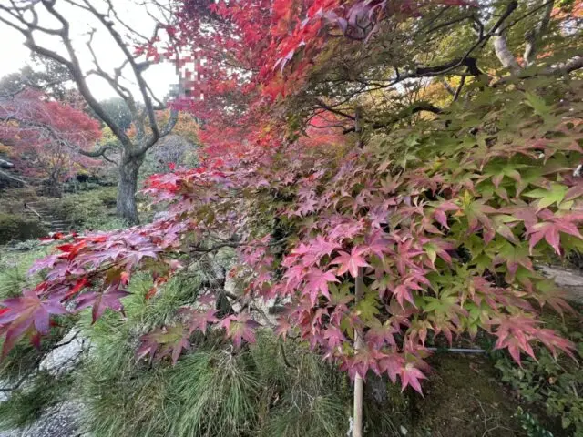 常寂光寺の境内4