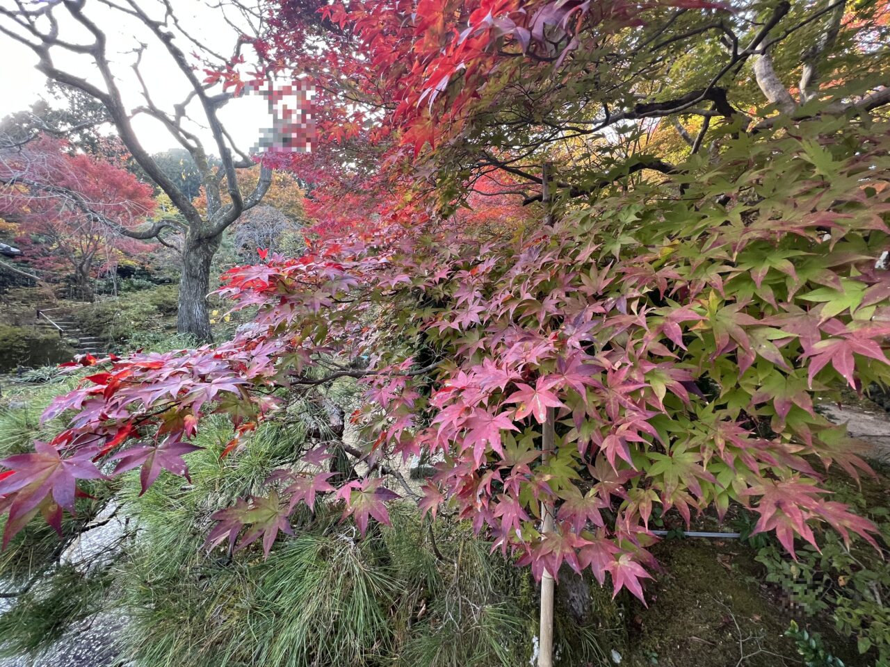 常寂光寺の境内4