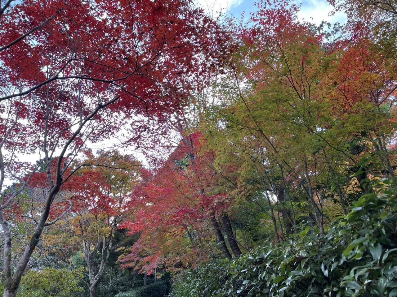 常寂光寺の境内6