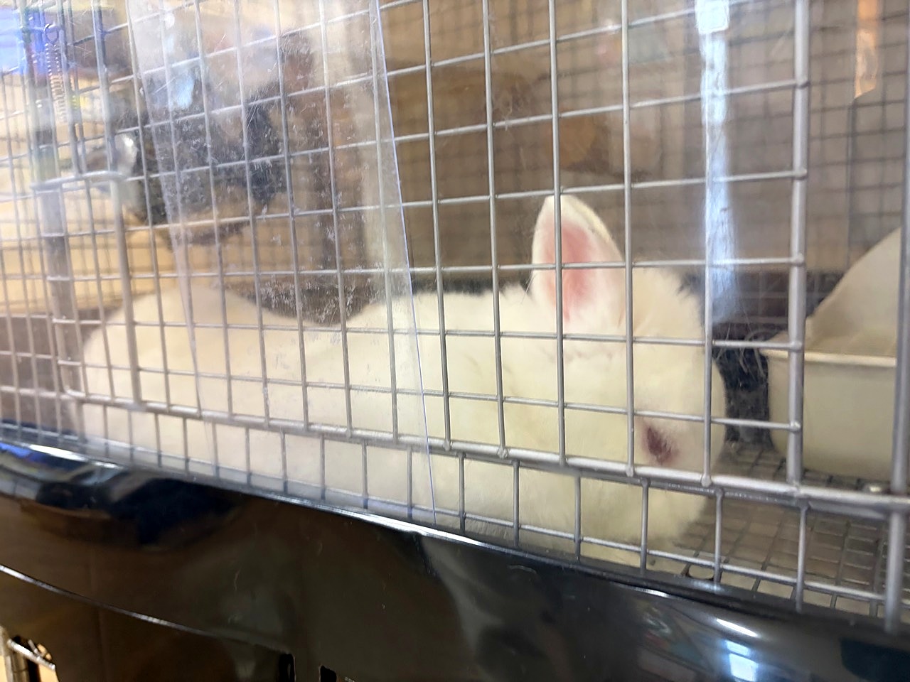 道の駅 神話の里 白うさぎのその他10