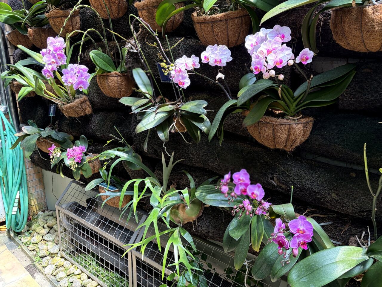 須磨離宮公園のラン展示