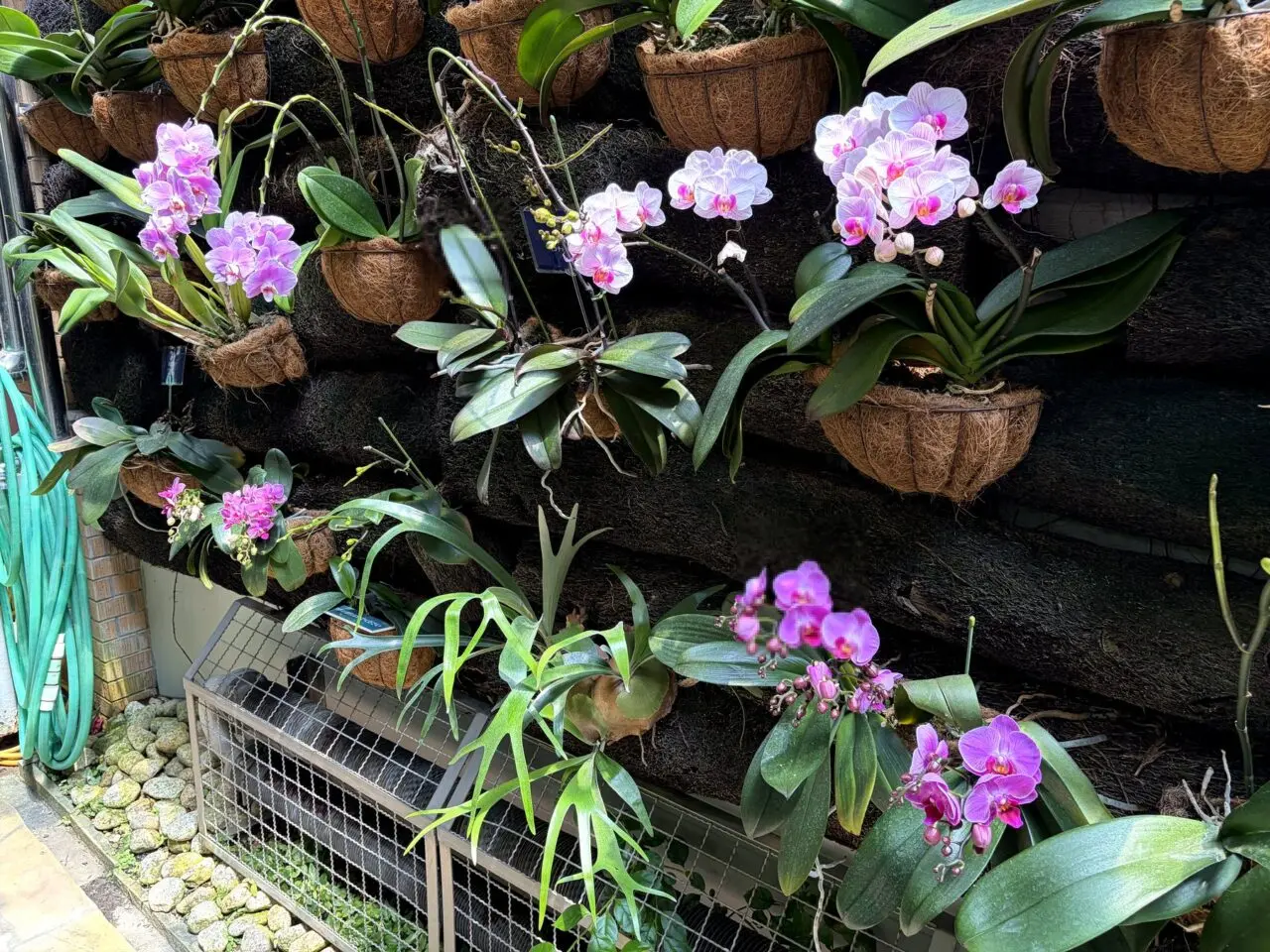 須磨離宮公園のラン展示