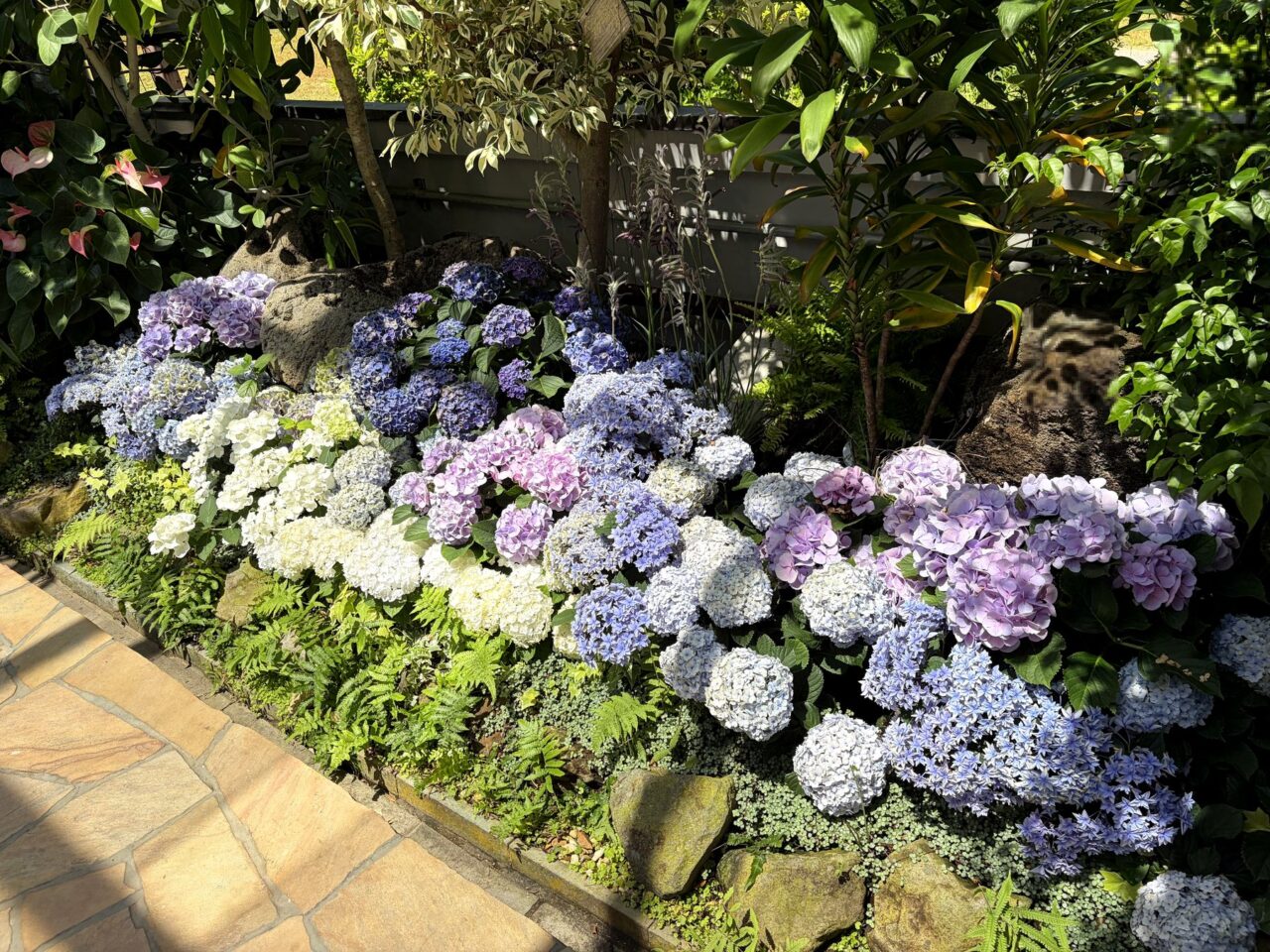 須磨離宮公園のあじさい展示