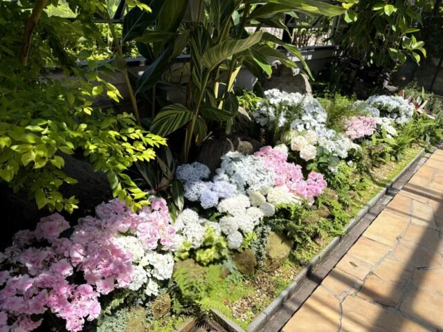 須磨離宮公園のあじさい花壇