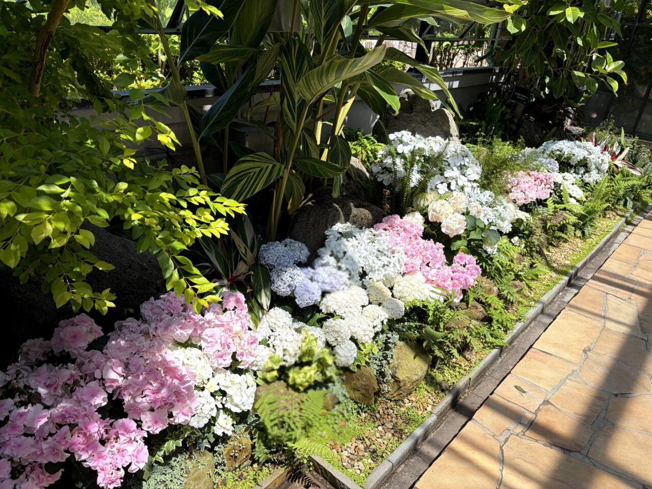 須磨離宮公園のあじさい花壇
