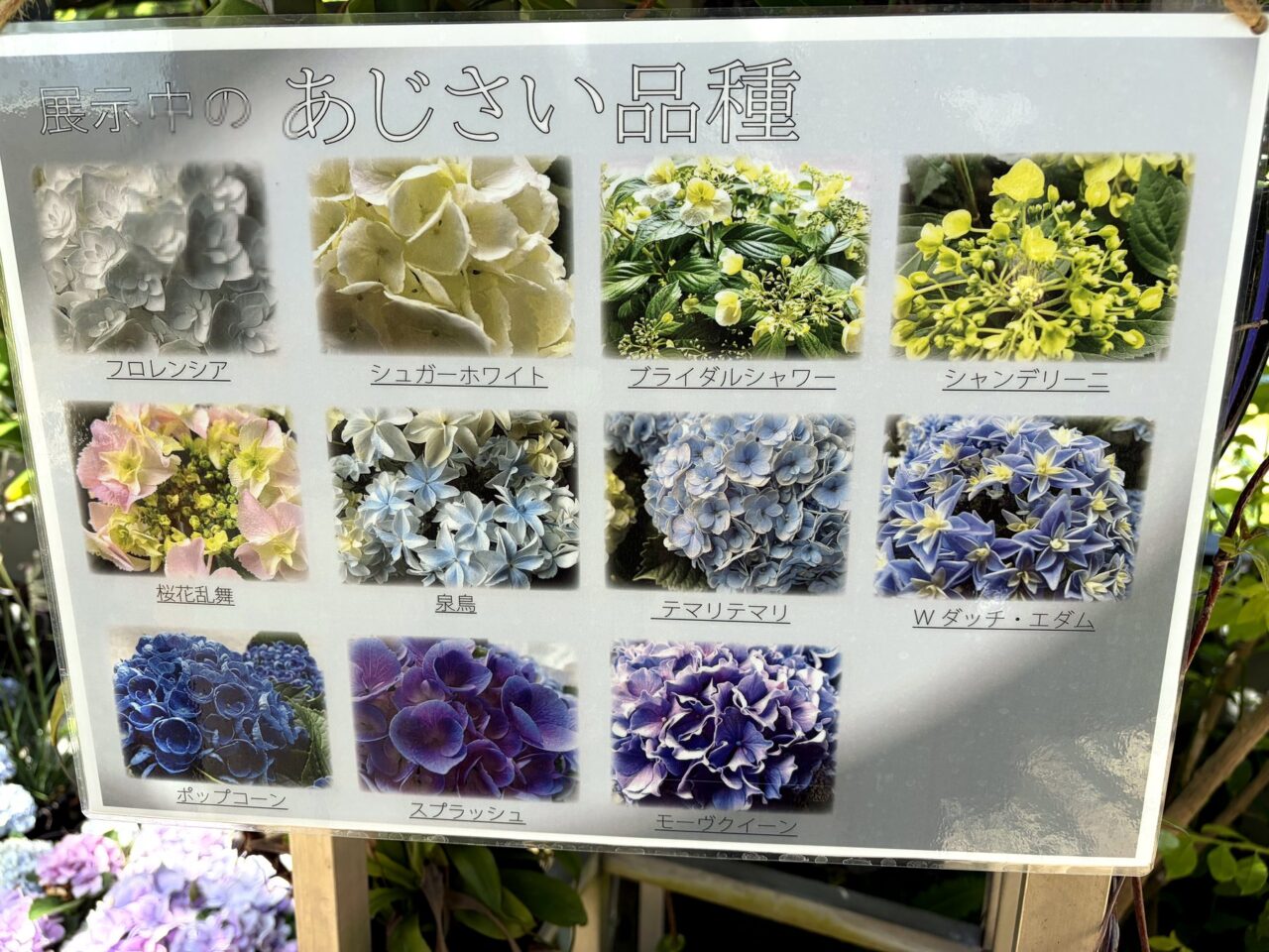 須磨離宮公園のあじさい品種案内