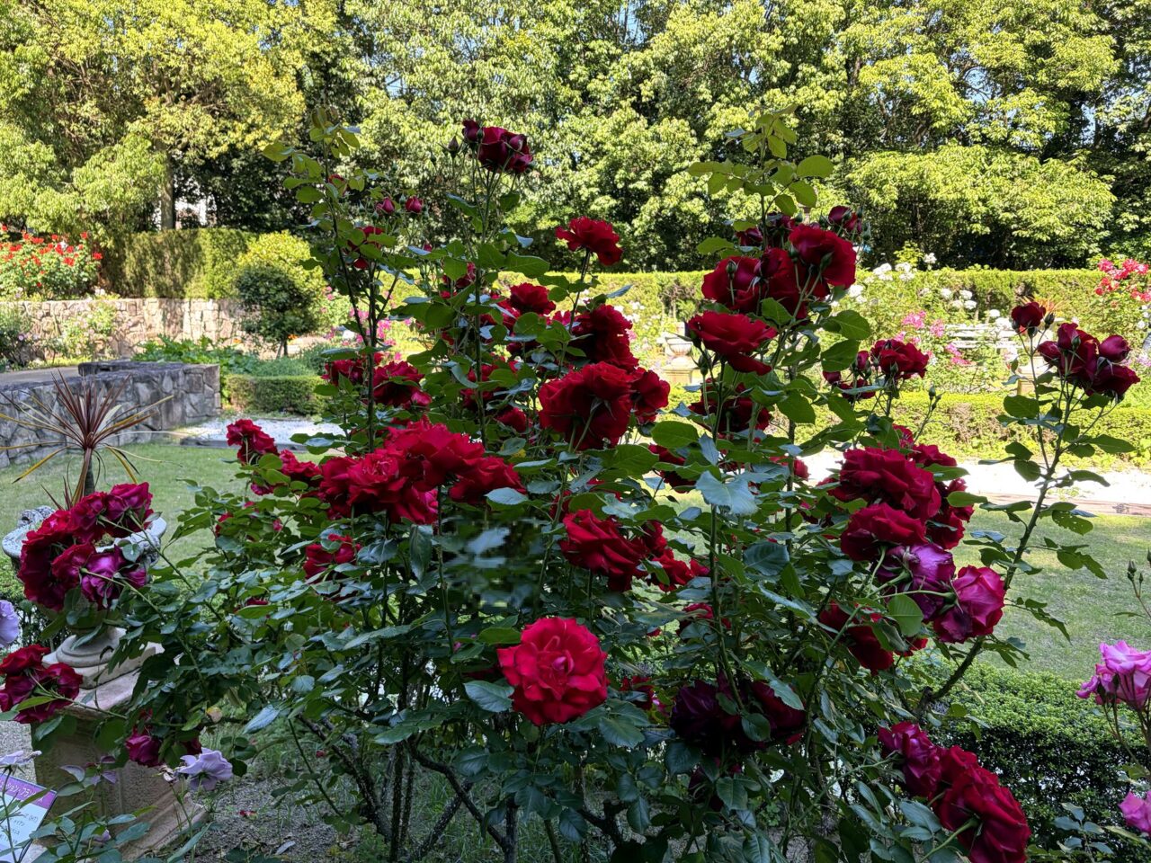須磨離宮公園の赤いバラ