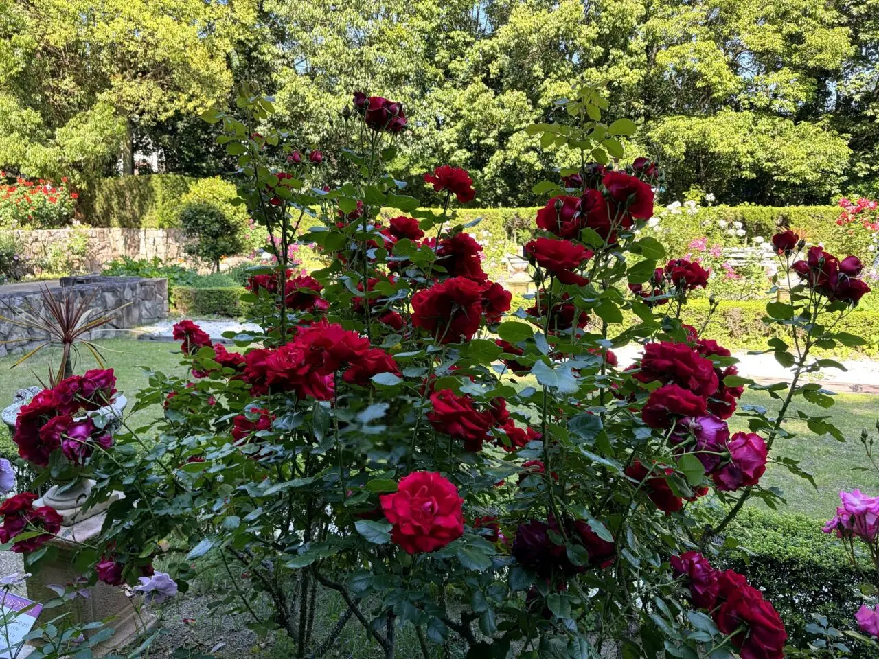 須磨離宮公園の赤いバラ