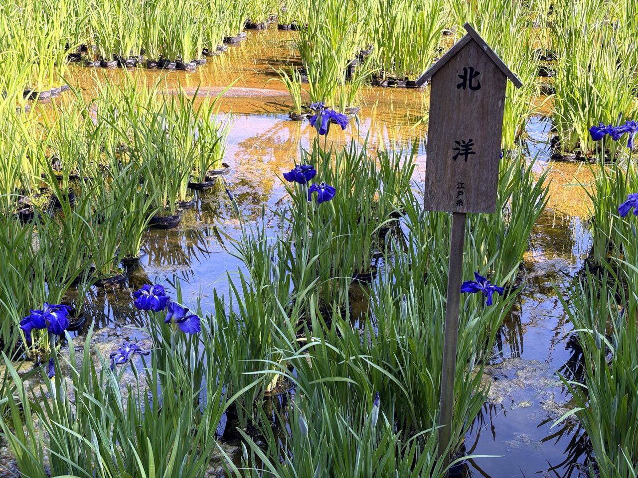 須磨離宮公園の花しょうぶ園