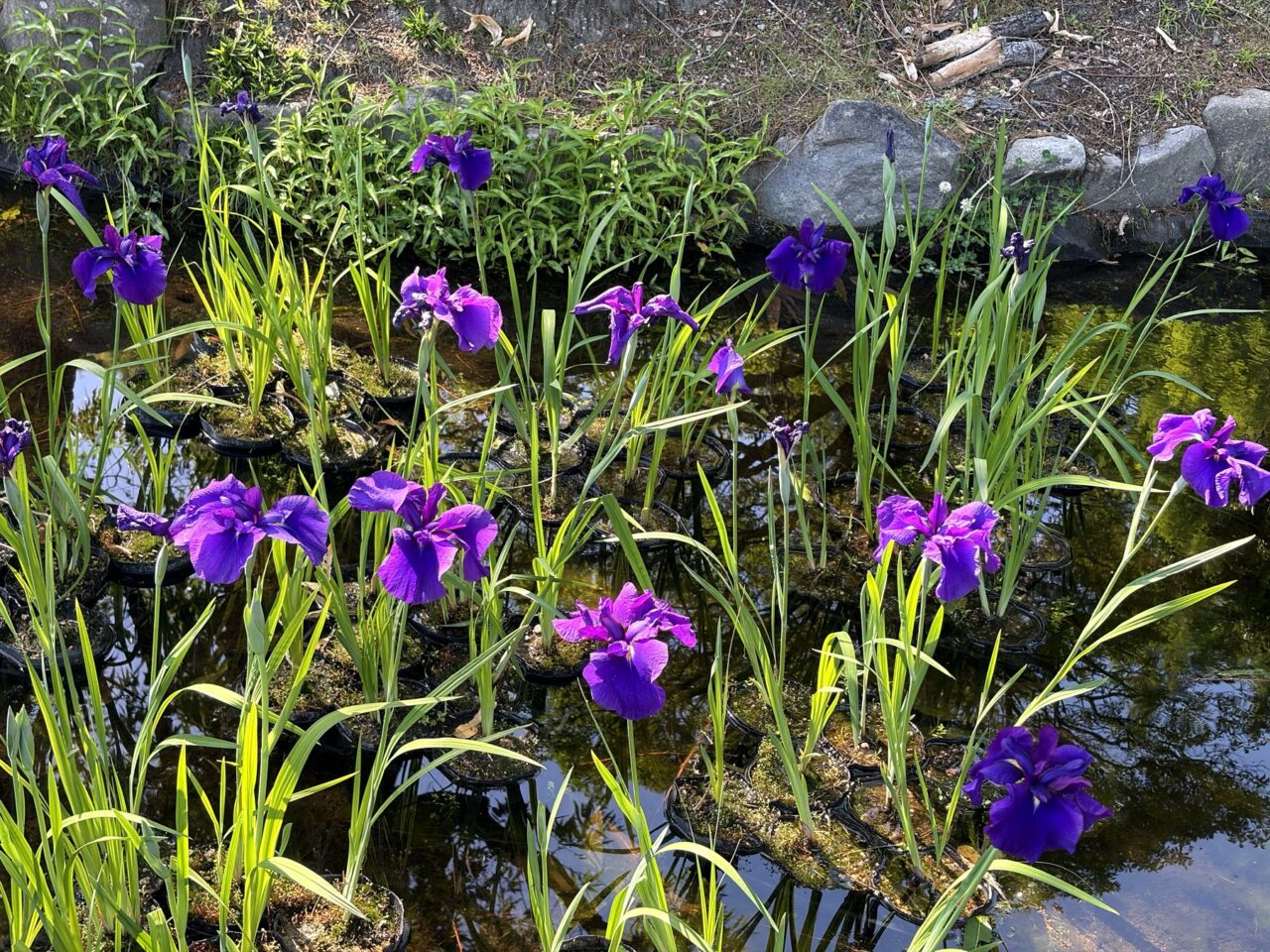 須磨離宮公園の花しょうぶ