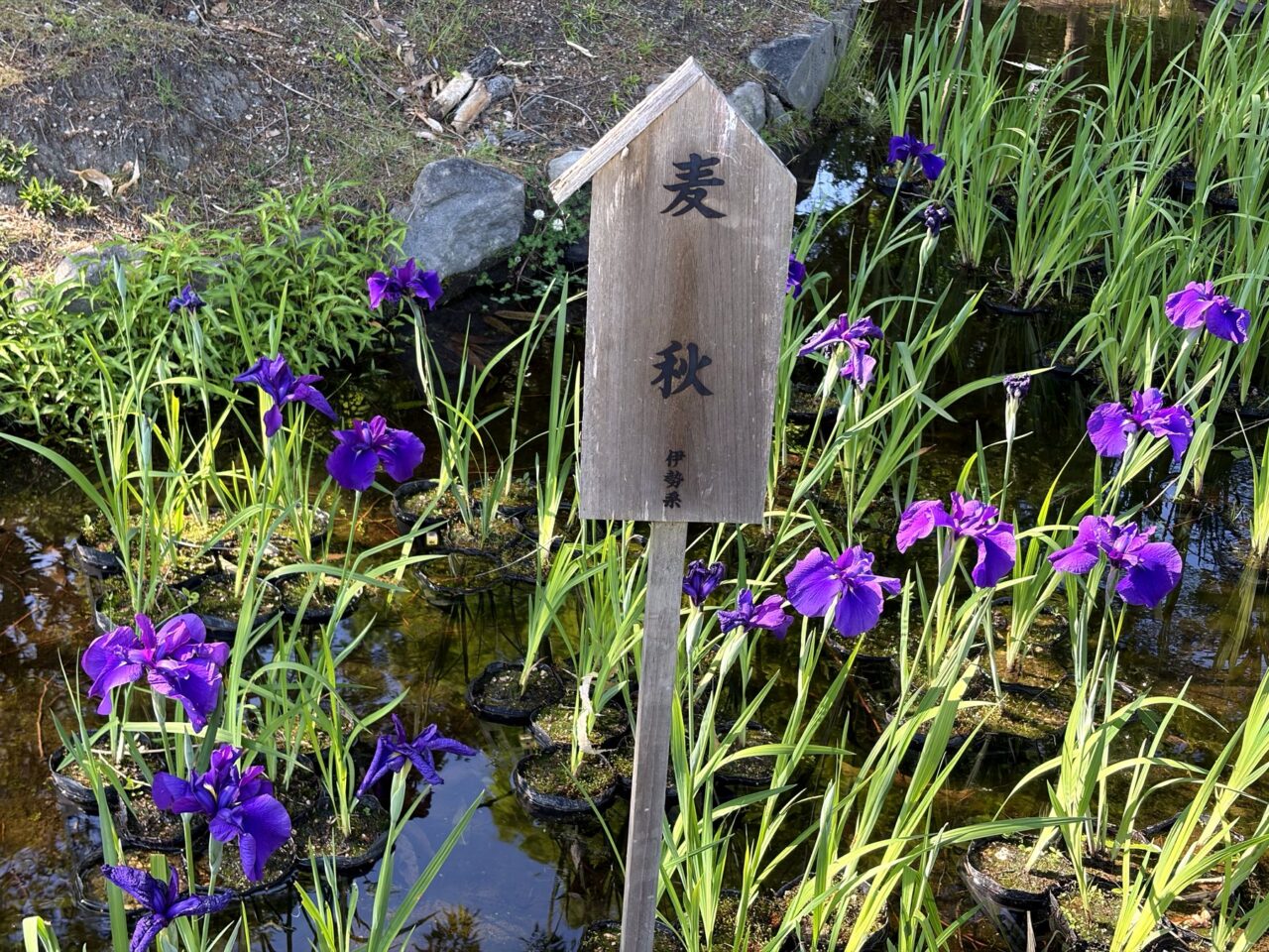 須磨離宮公園の花しょうぶ品種札