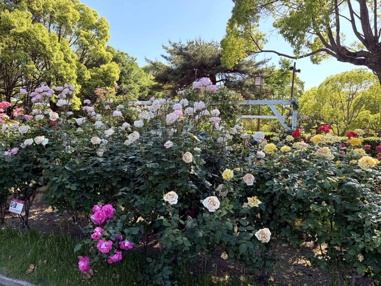 須磨離宮公園のバラ園アーチ