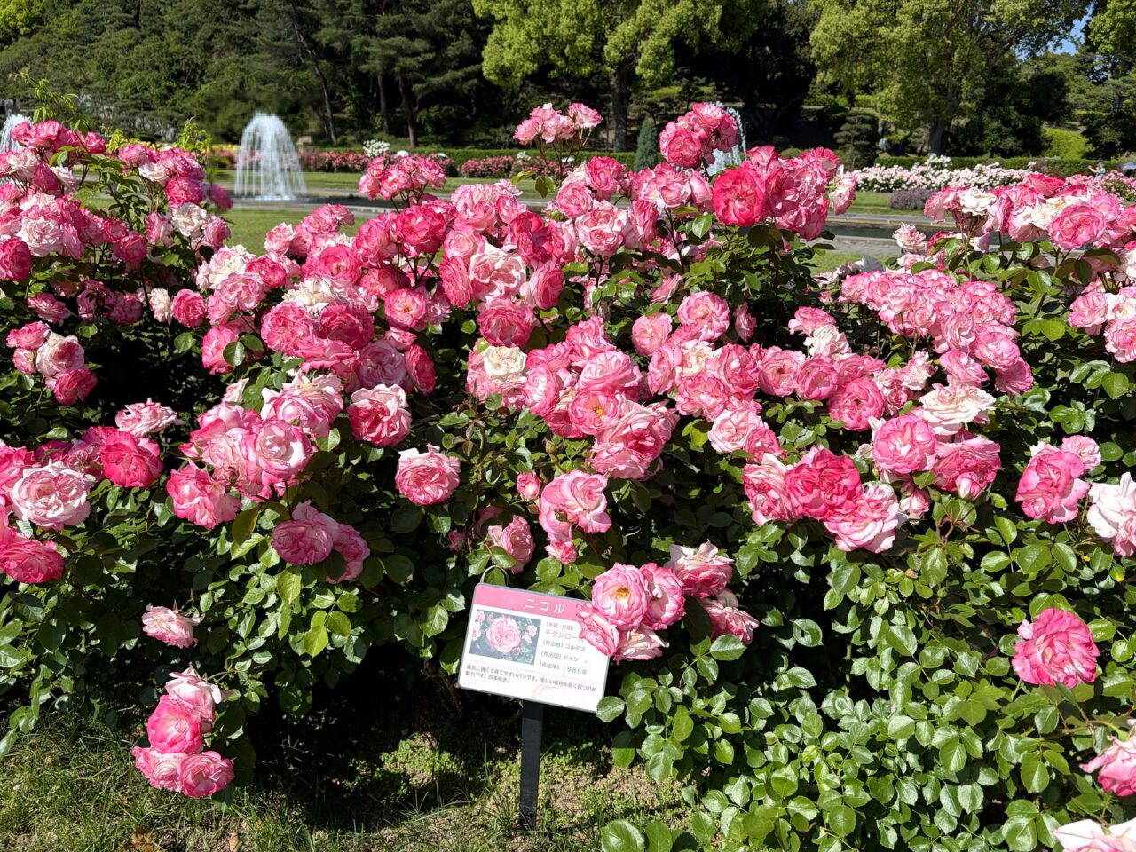 須磨離宮公園のピンクのバラ花壇