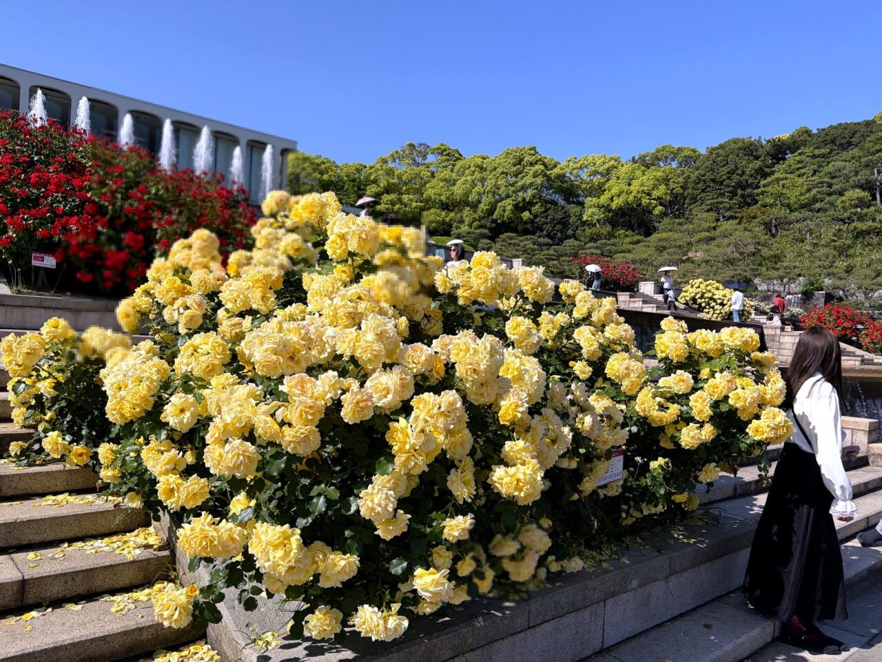 須磨離宮公園の黄色いバラ花壇