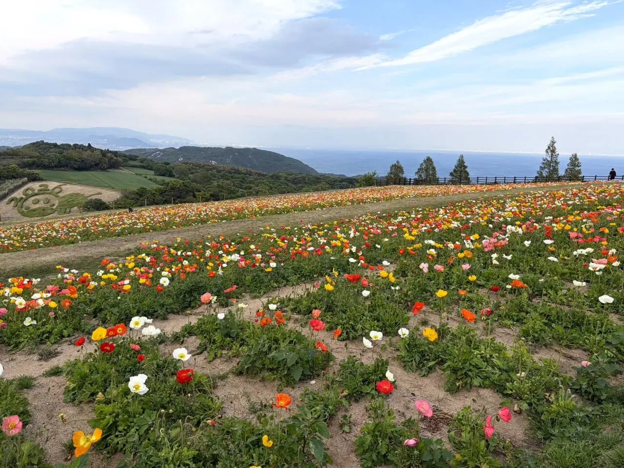 あわじ花さじきの花畑と海景色