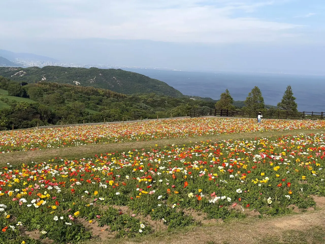 あわじ花さじきのその他_1