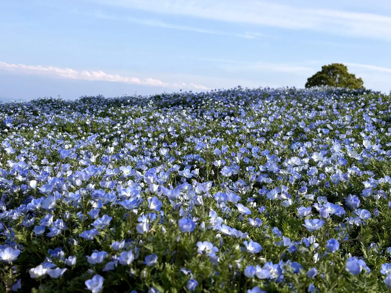 あわじ花さじきのその他_2