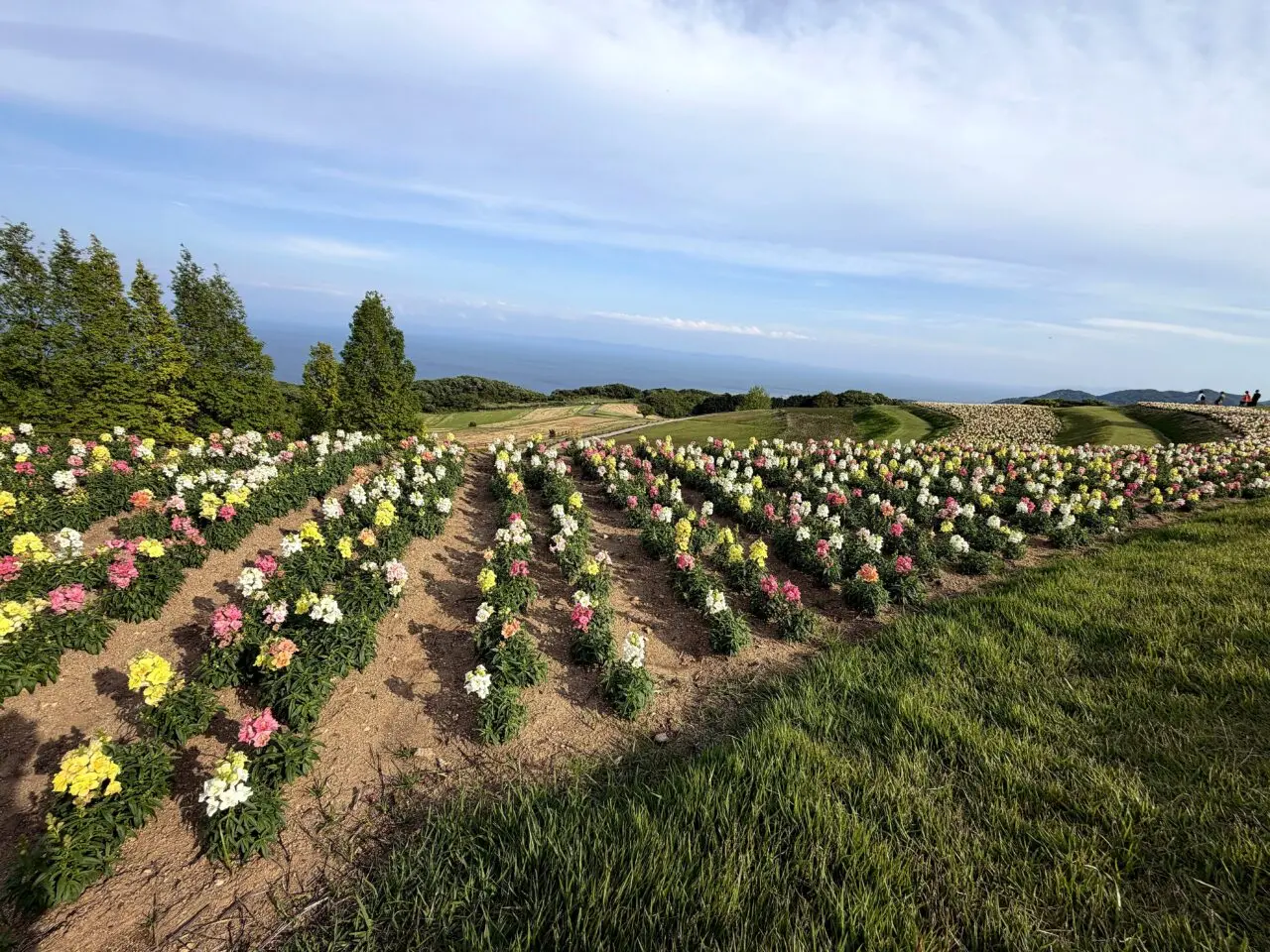 あわじ花さじきのその他_4
