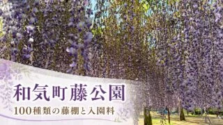 wake-fuji-park-wisteria-fee-guide アイキャッチ画像