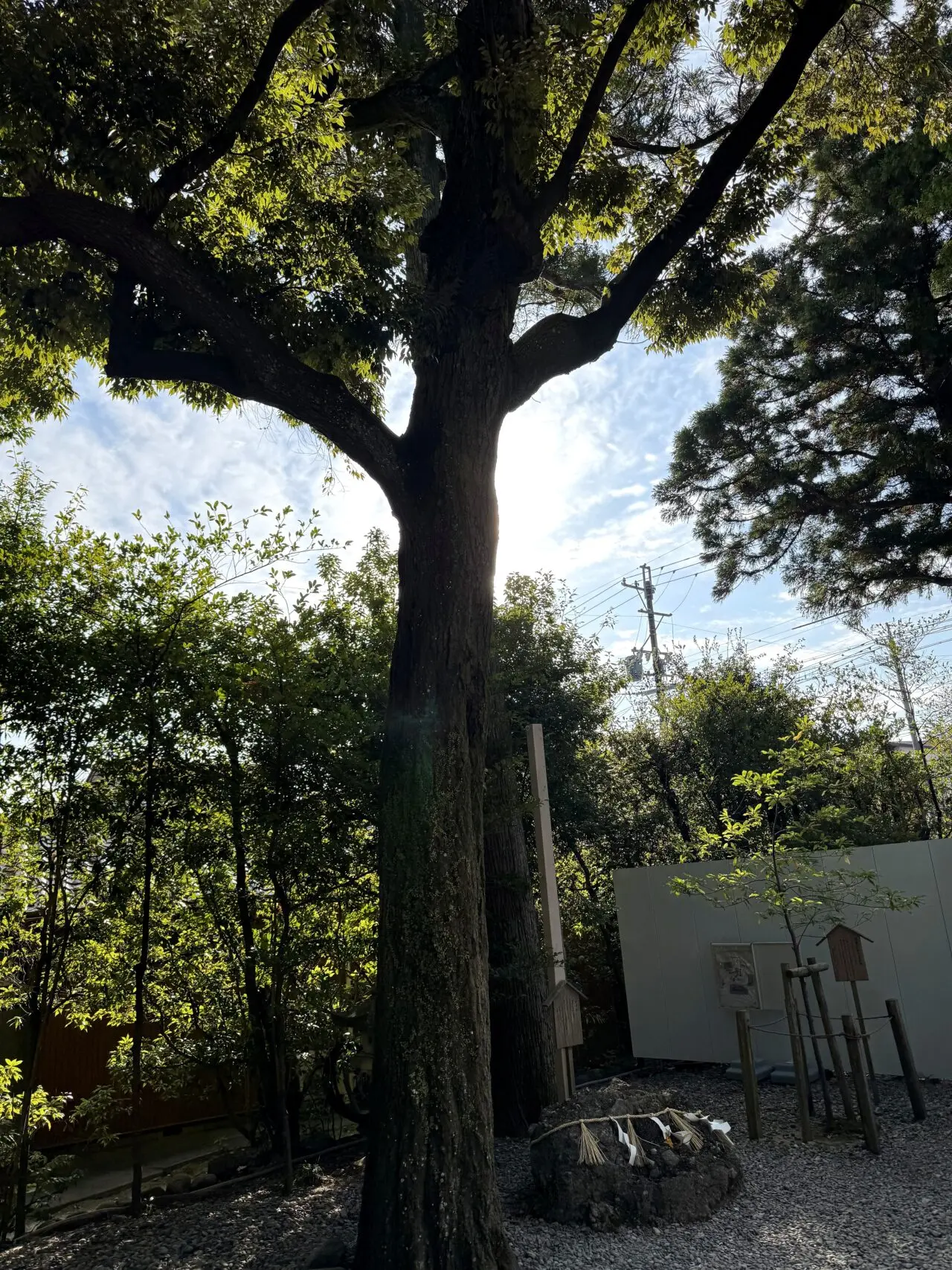 猿田彦神社境内の招霊の木