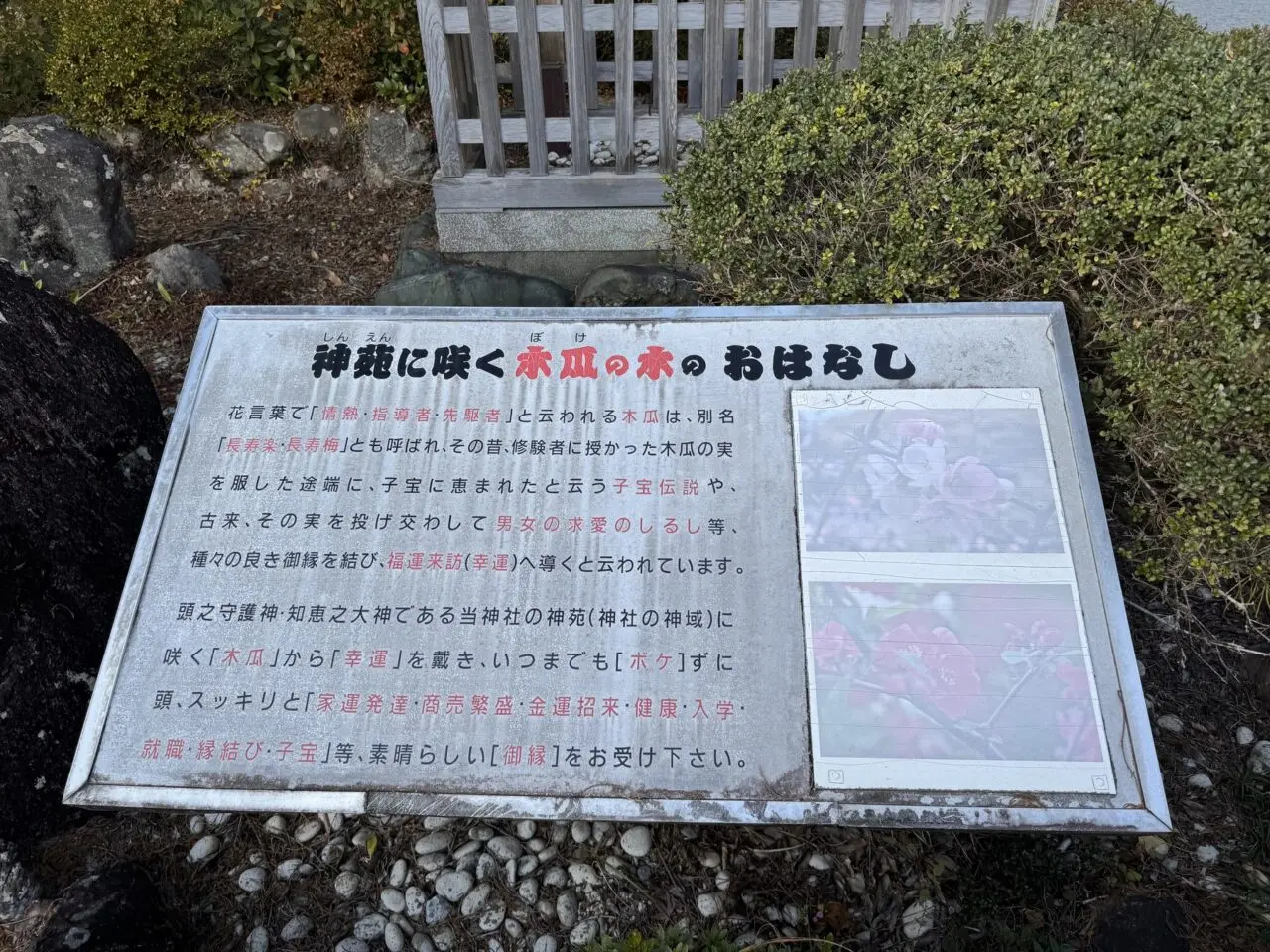 神苑に咲く木瓜の木の案内板